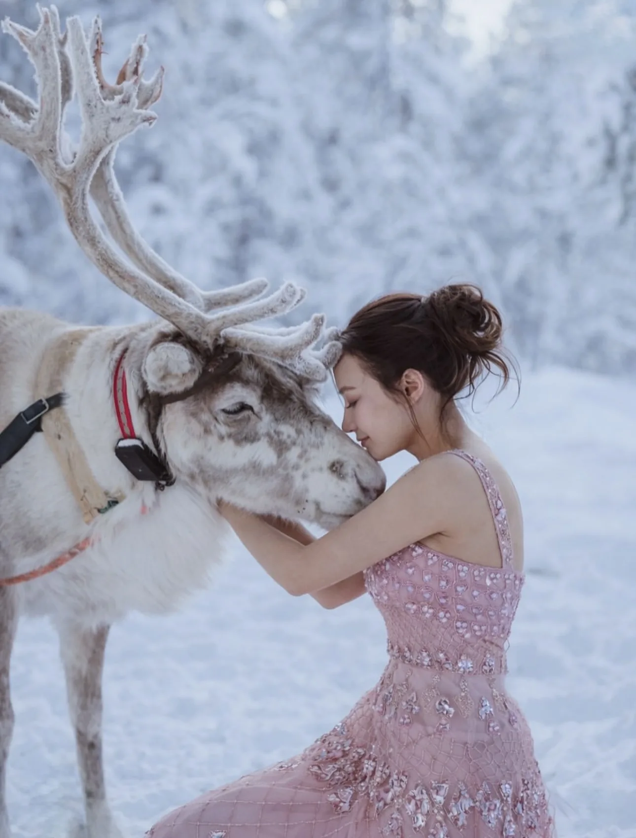 Guest greeting a reindeer in a snowy forest at Aura